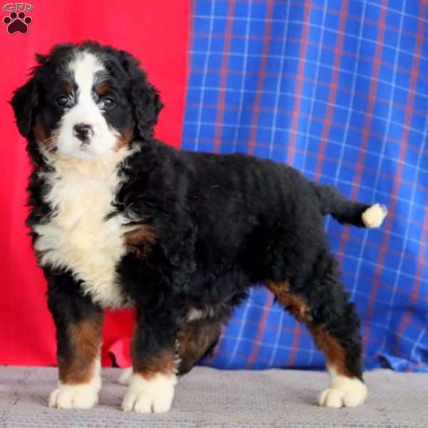 Beauty, Bernedoodle Puppy