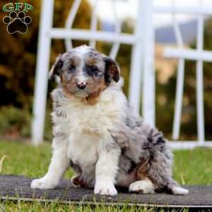 Beauty, Mini Aussiedoodle Puppy
