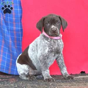 Beauty, German Shorthaired Pointer Puppy