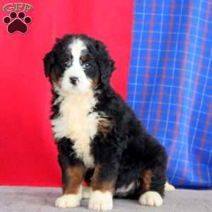 Beauty, Bernedoodle Puppy