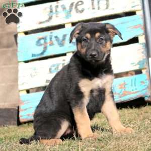 Beauty, German Shepherd Puppy