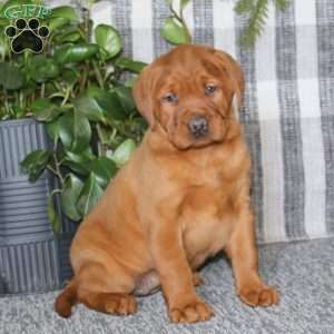 Beauty, Fox Red Labrador Retriever Puppy