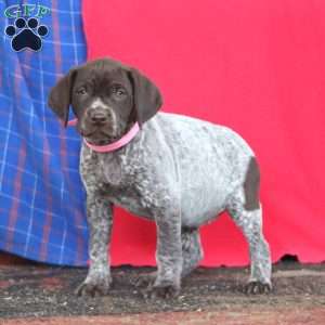 Beauty, German Shorthaired Pointer Puppy