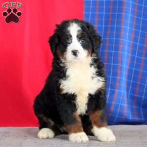 Beauty, Bernedoodle Puppy