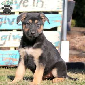 Beauty, German Shepherd Puppy