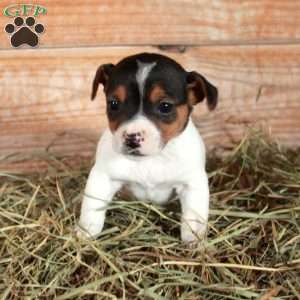 Beaux, Jack Russell Terrier Puppy