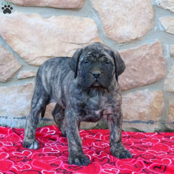 Becca, English Mastiff Puppy