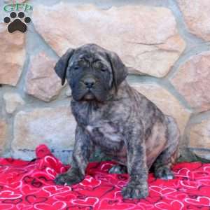 Becca, English Mastiff Puppy