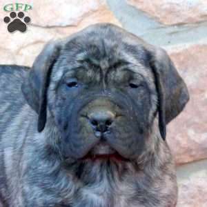 Becca, English Mastiff Puppy