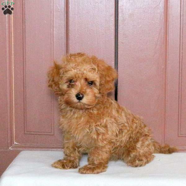 Beck, Maltipoo Puppy