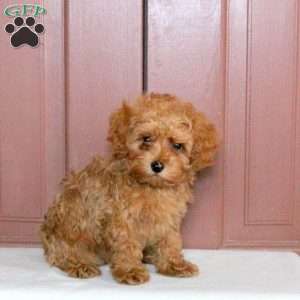Beck, Maltipoo Puppy
