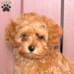 Beck, Maltipoo Puppy