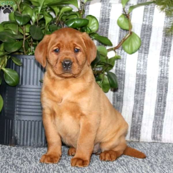 Becky, Fox Red Labrador Retriever Puppy