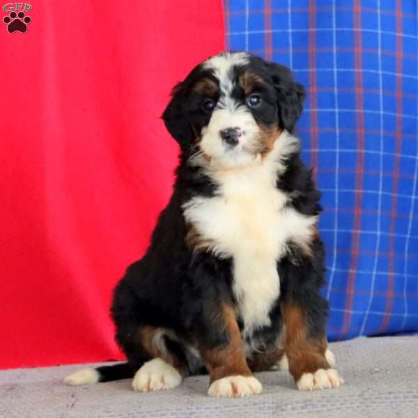 Becky, Bernedoodle Puppy