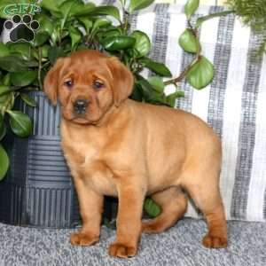 Becky, Fox Red Labrador Retriever Puppy