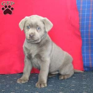 Becky, Silver Labrador Retriever Puppy