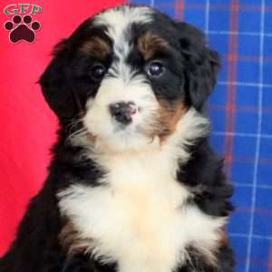 Becky, Bernedoodle Puppy