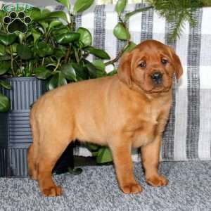 Becky, Fox Red Labrador Retriever Puppy