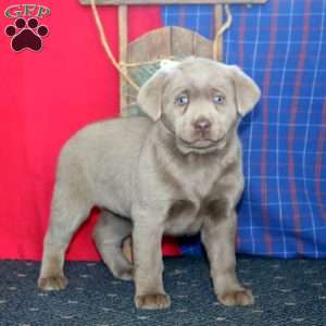 Becky, Silver Labrador Retriever Puppy