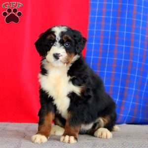 Becky, Bernedoodle Puppy