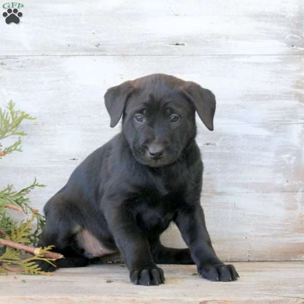 Bee, Labrador Mix Puppy