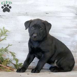 Bee, Labrador Mix Puppy