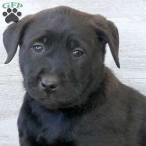 Bee, Labrador Mix Puppy