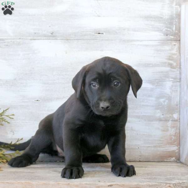 Bell, Labrador Mix Puppy