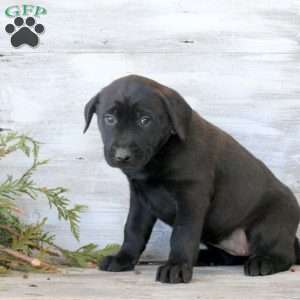 Bell, Labrador Mix Puppy