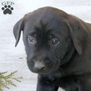 Bell, Labrador Mix Puppy