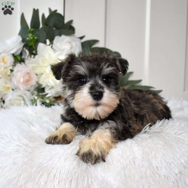 Bella, Miniature Schnauzer Puppy