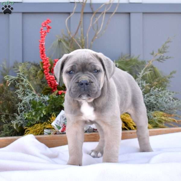 Bella, Cane Corso Puppy