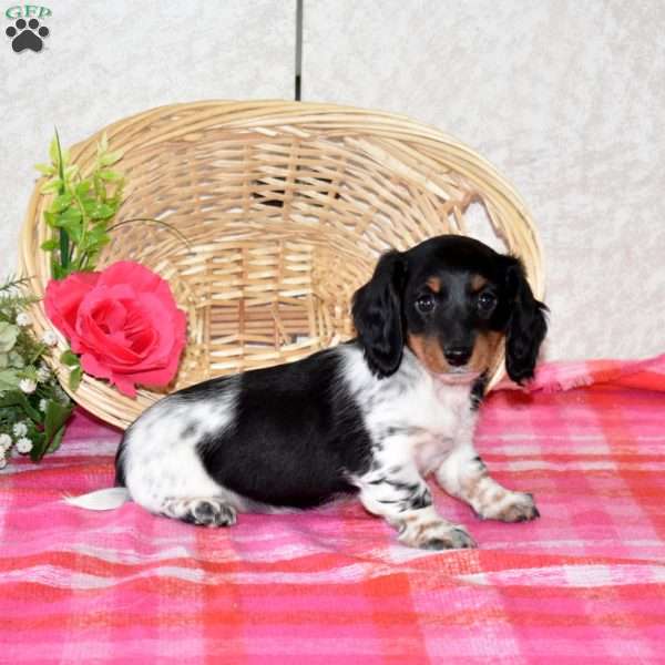 Bella-Mini, Dachshund Puppy