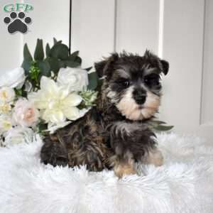 Bella, Miniature Schnauzer Puppy