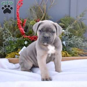 Bella, Cane Corso Puppy