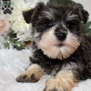 Bella, Miniature Schnauzer Puppy