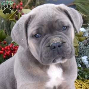 Bella, Cane Corso Puppy