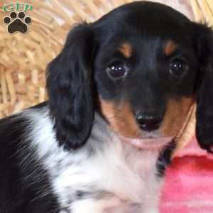 Bella-Mini, Dachshund Puppy