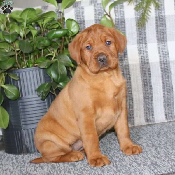 Bella, Fox Red Labrador Retriever Puppy