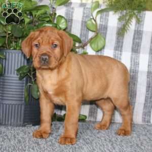 Bella, Fox Red Labrador Retriever Puppy