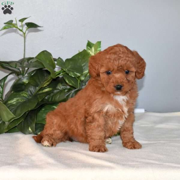 Belle, Mini Goldendoodle Puppy