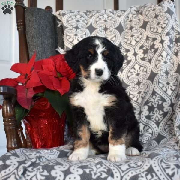 Belle, Bernedoodle Puppy