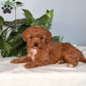 Belle, Mini Goldendoodle Puppy