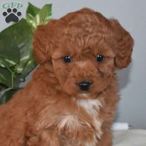 Belle, Mini Goldendoodle Puppy