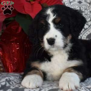 Belle, Bernedoodle Puppy
