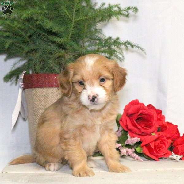 Benji, Yorkie Poo Puppy