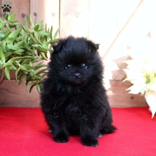 Benji, Pomeranian Puppy