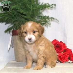 Benji, Yorkie Poo Puppy