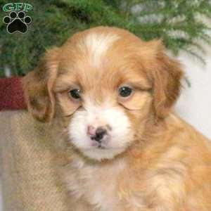 Benji, Yorkie Poo Puppy