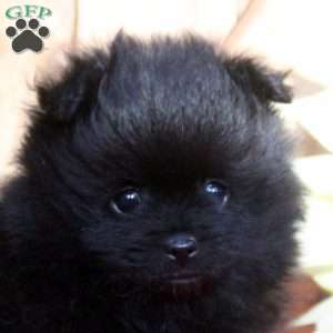 Benji, Pomeranian Puppy